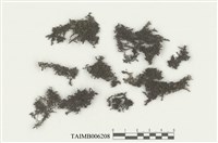 藏品(耳葉蘚屬)的圖片